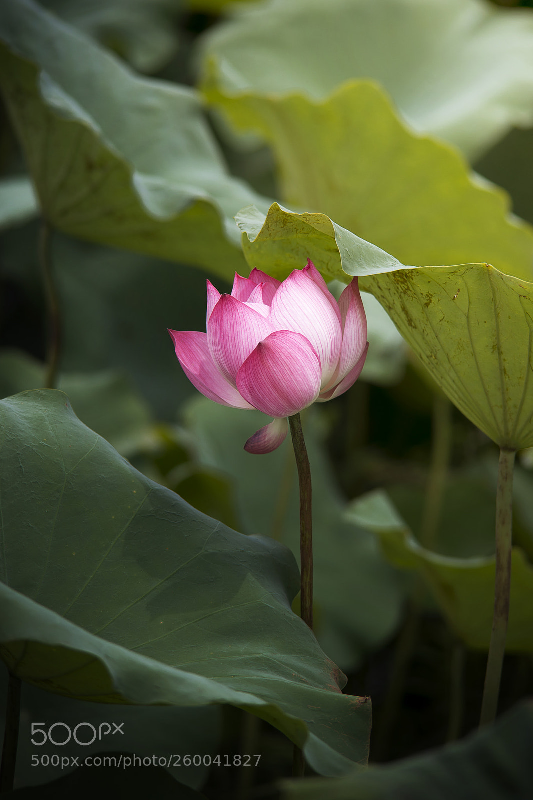 Nikon D800 sample photo. Lotus flower photography