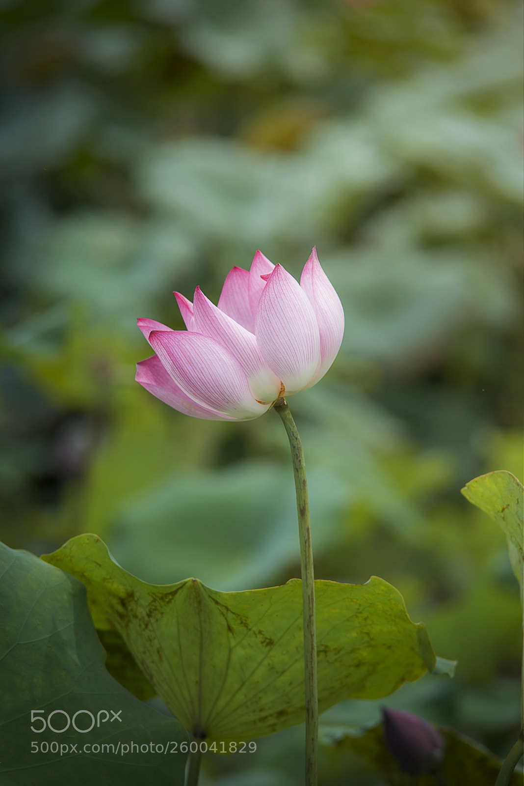 Nikon D800 sample photo. Lotus flower photography