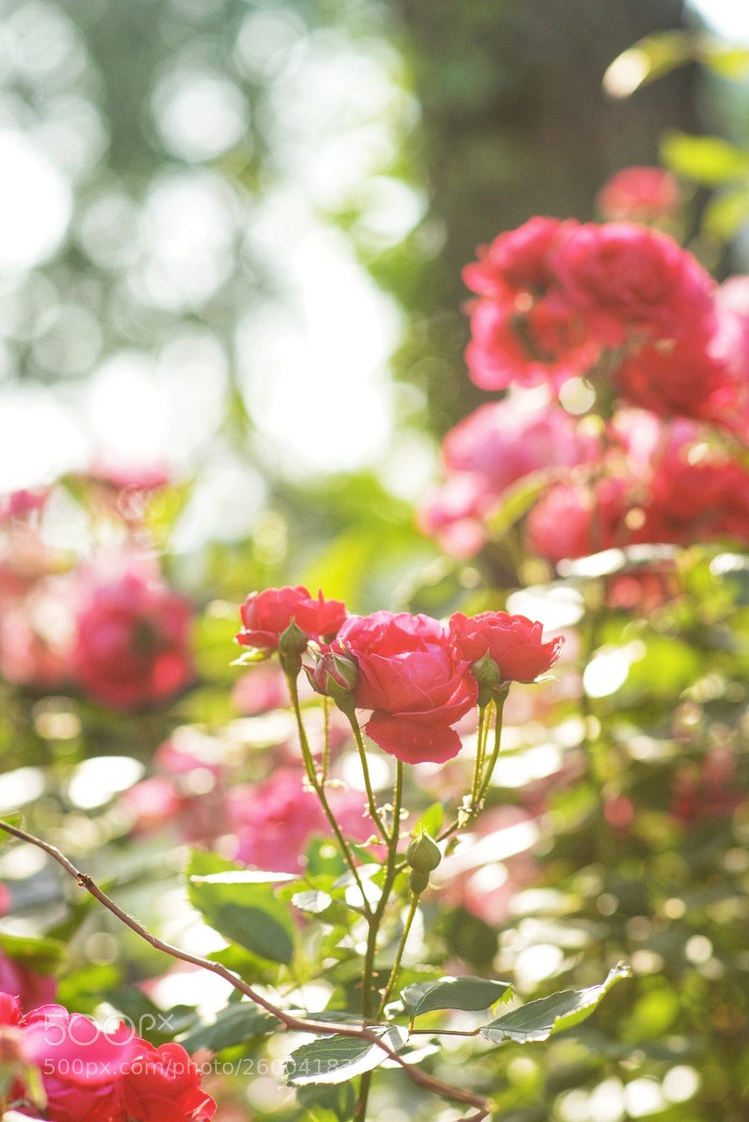 Sony a99 II sample photo. Roses 2 photography