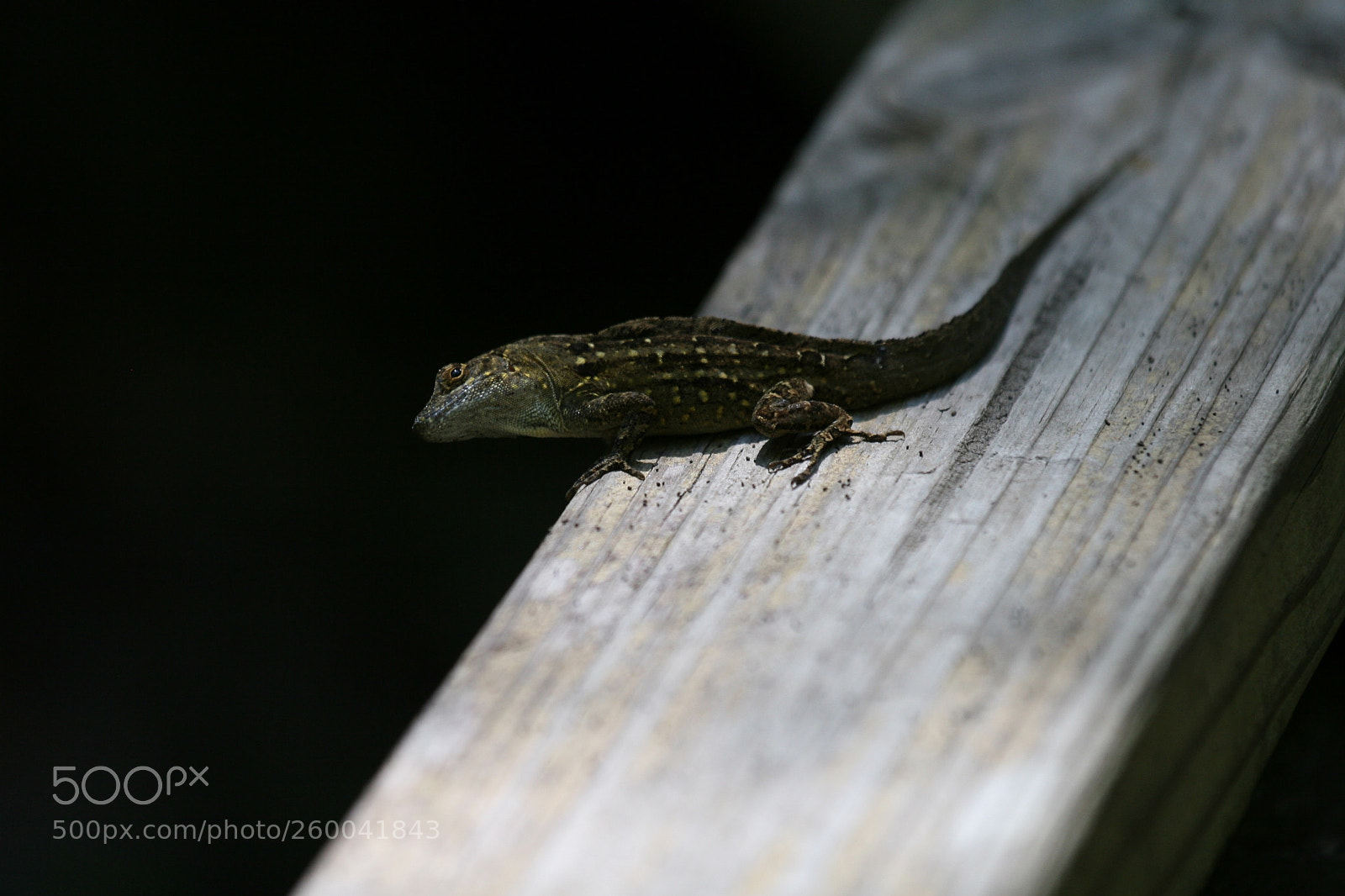 Canon EOS 30D sample photo. Img photography