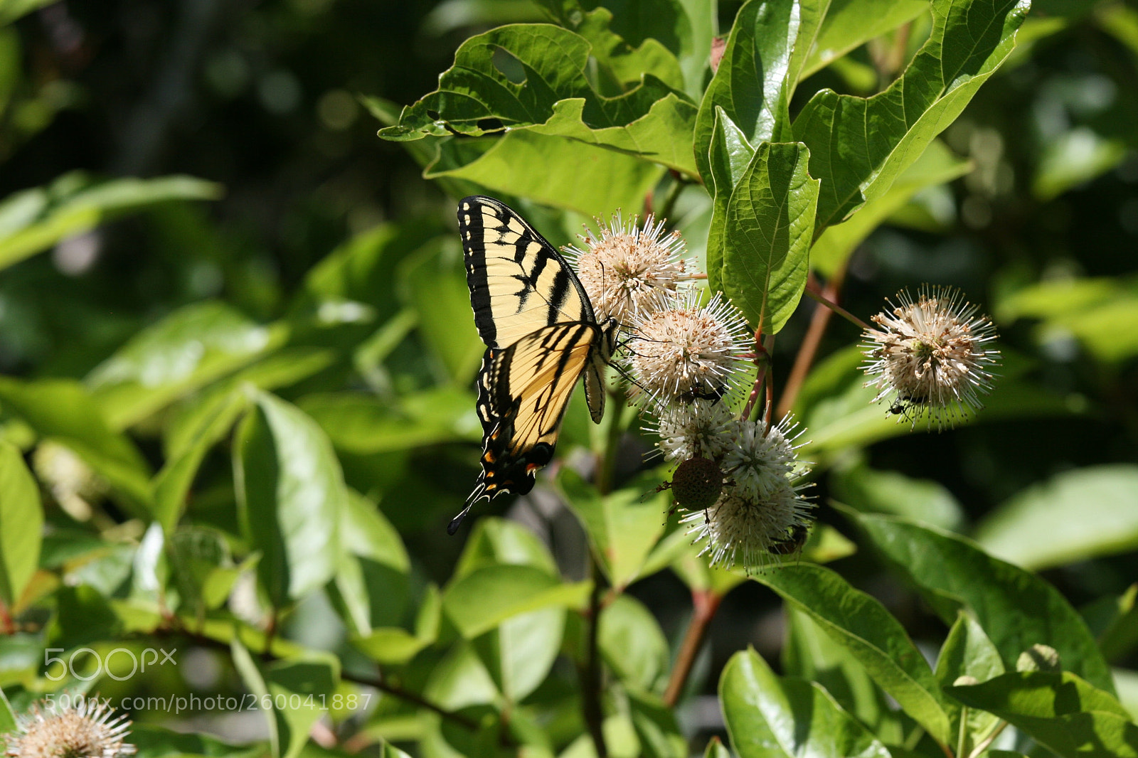 Canon EOS 30D sample photo. Img photography