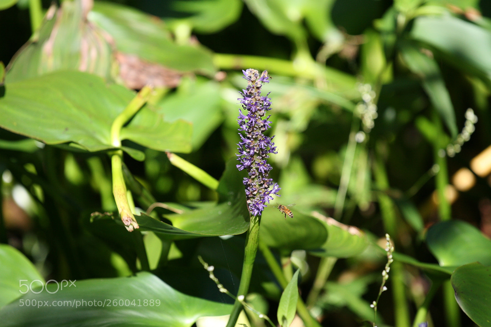 Canon EOS 30D sample photo. Img photography
