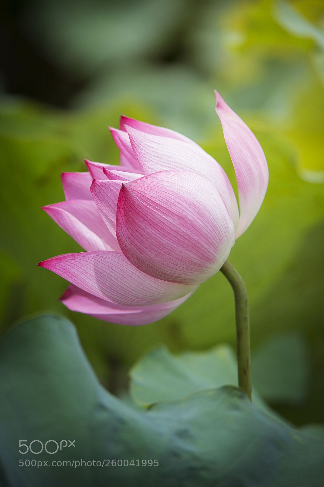 Nikon D800 sample photo. Lotus flower photography