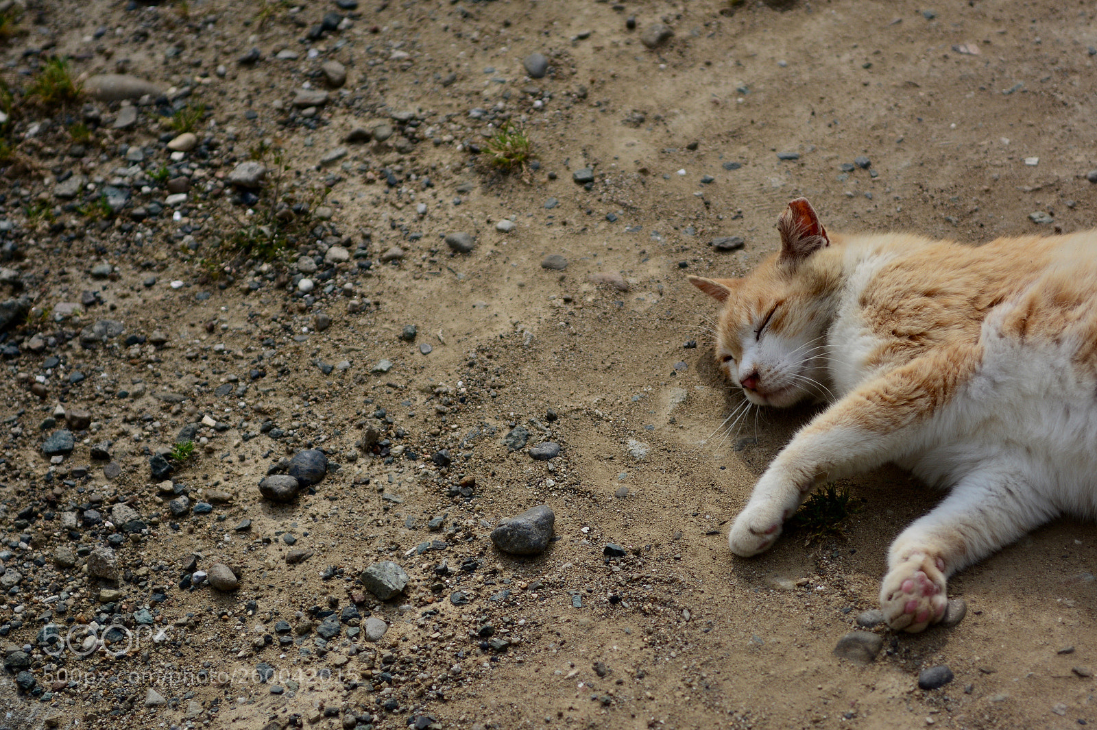 Nikon D7100 sample photo. Don't wake me up photography