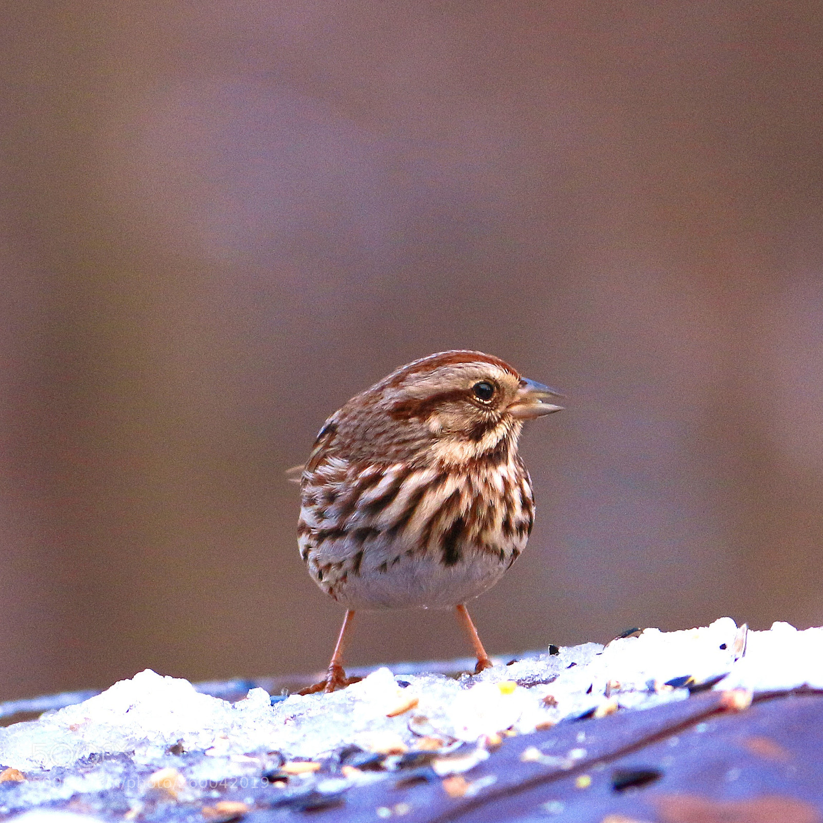 Canon EOS 650D (EOS Rebel T4i / EOS Kiss X6i) sample photo. Sparrow photography