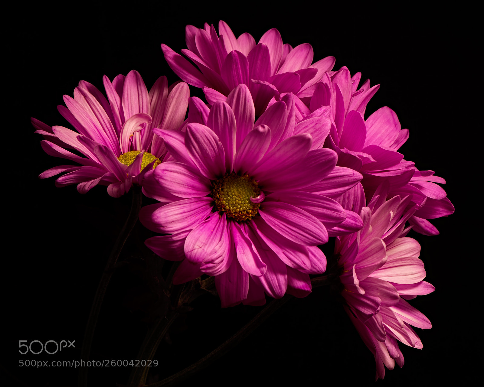 Nikon D810 sample photo. Sticking together 0718 photography