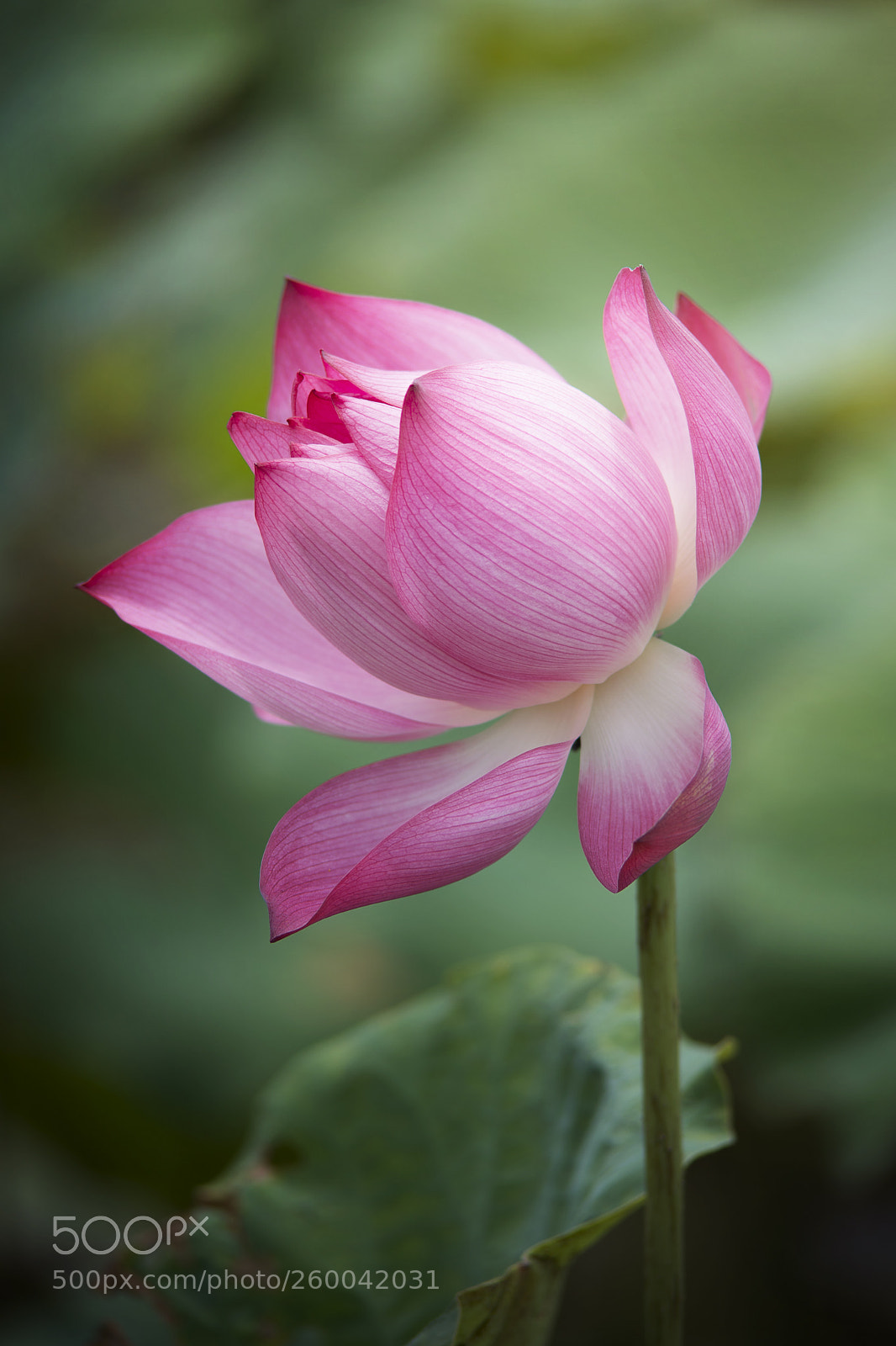 Nikon D800 sample photo. Lotus flower photography