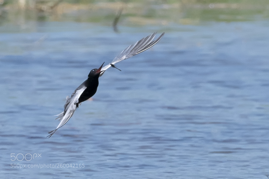 Nikon D850 sample photo. Black tern catches dragon photography