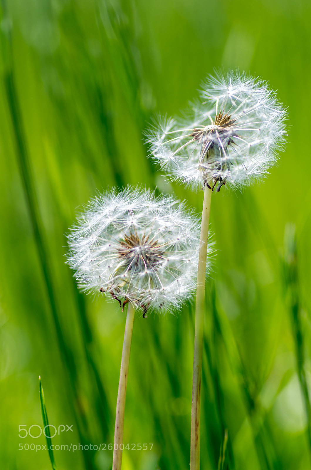 Pentax K-50 sample photo. Make a wish photography