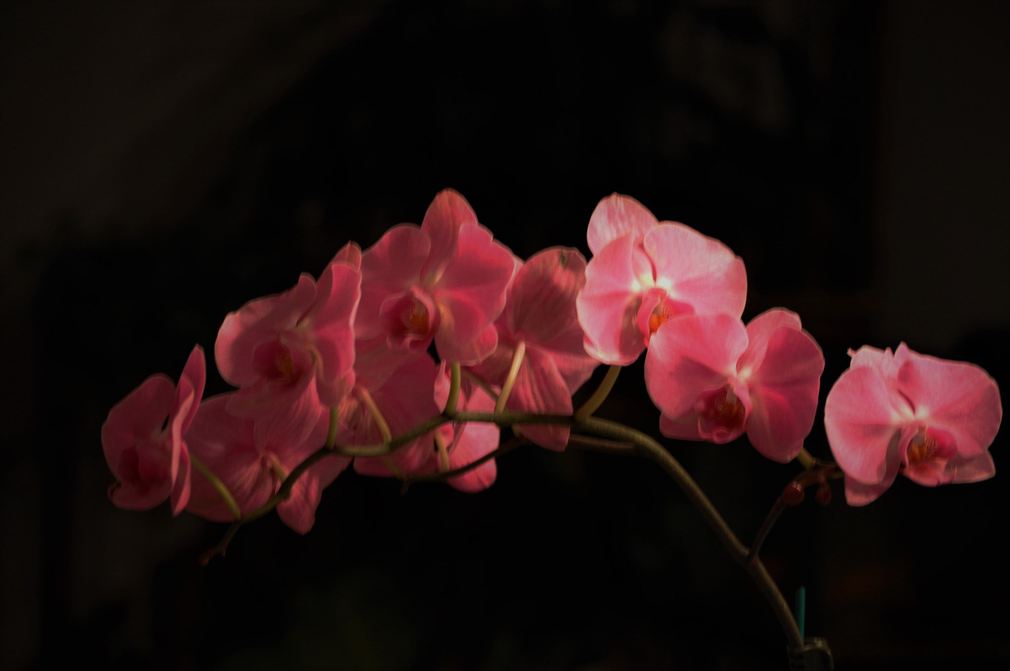 Nikon D5000 sample photo. Orchid photography