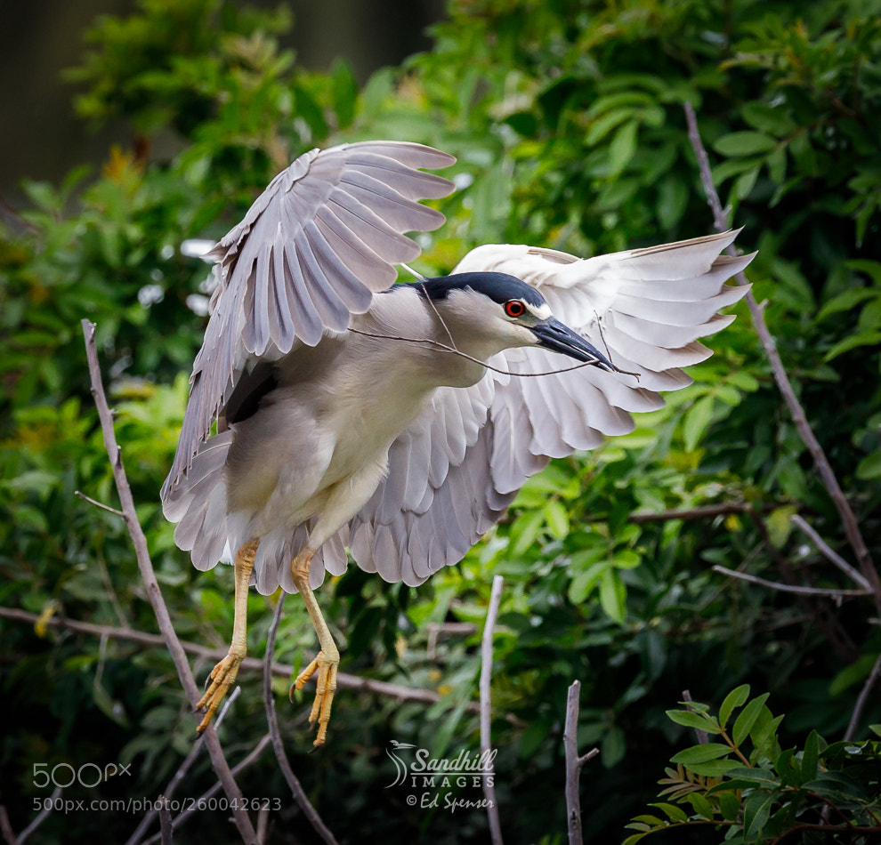 Canon EOS 5D Mark IV sample photo. Black-crowned night heron returning photography