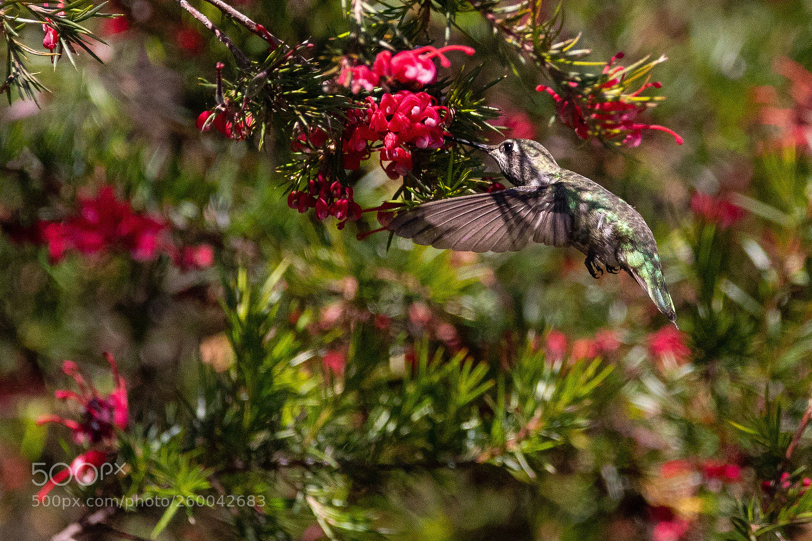 Canon EOS 5D Mark IV sample photo. Anna hummingbird photography