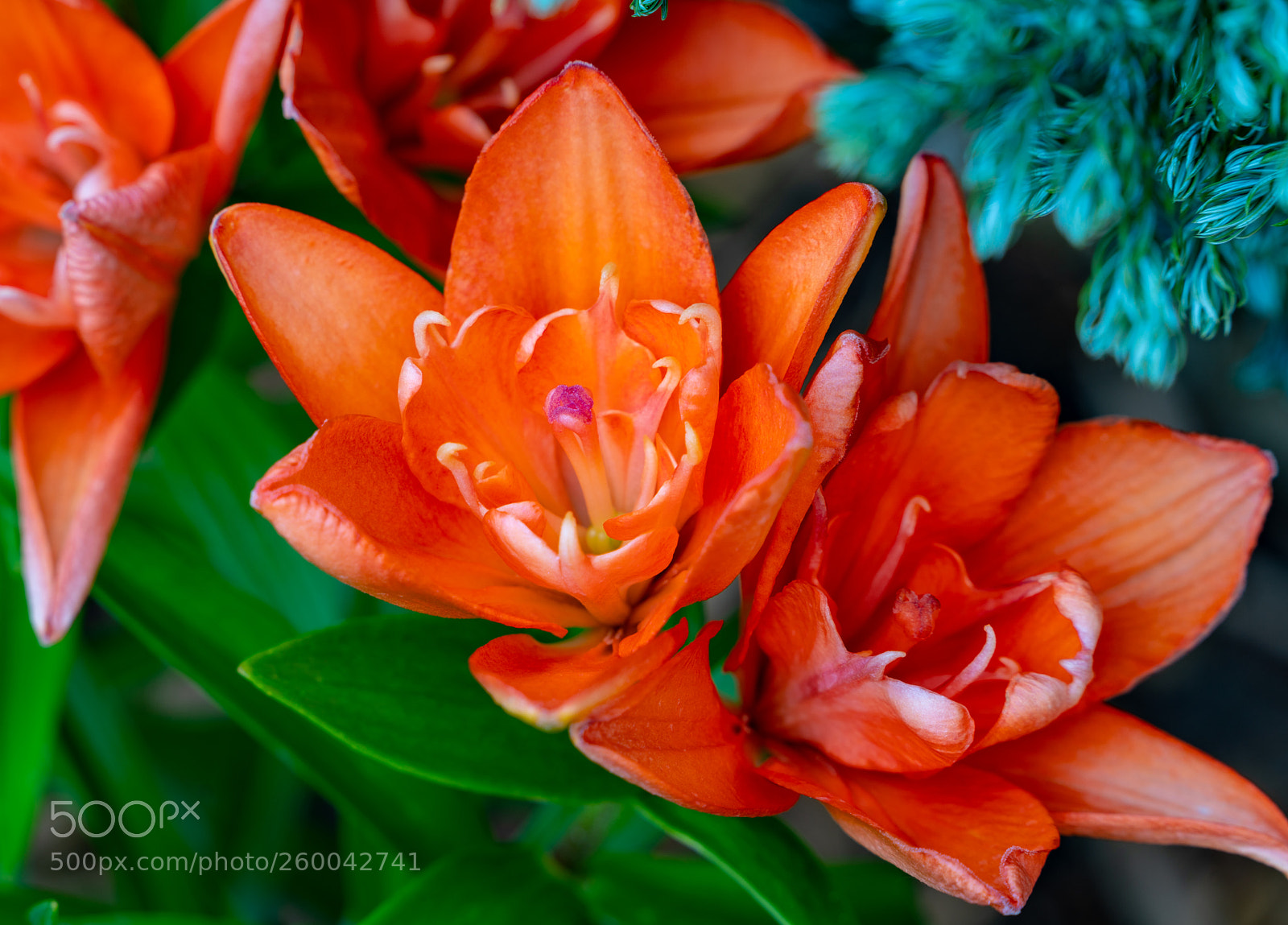 Sony a7R II sample photo. Trumpets of summer photography