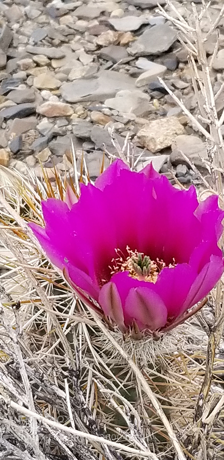 Samsung Galaxy S8+ sample photo. Untitled photography