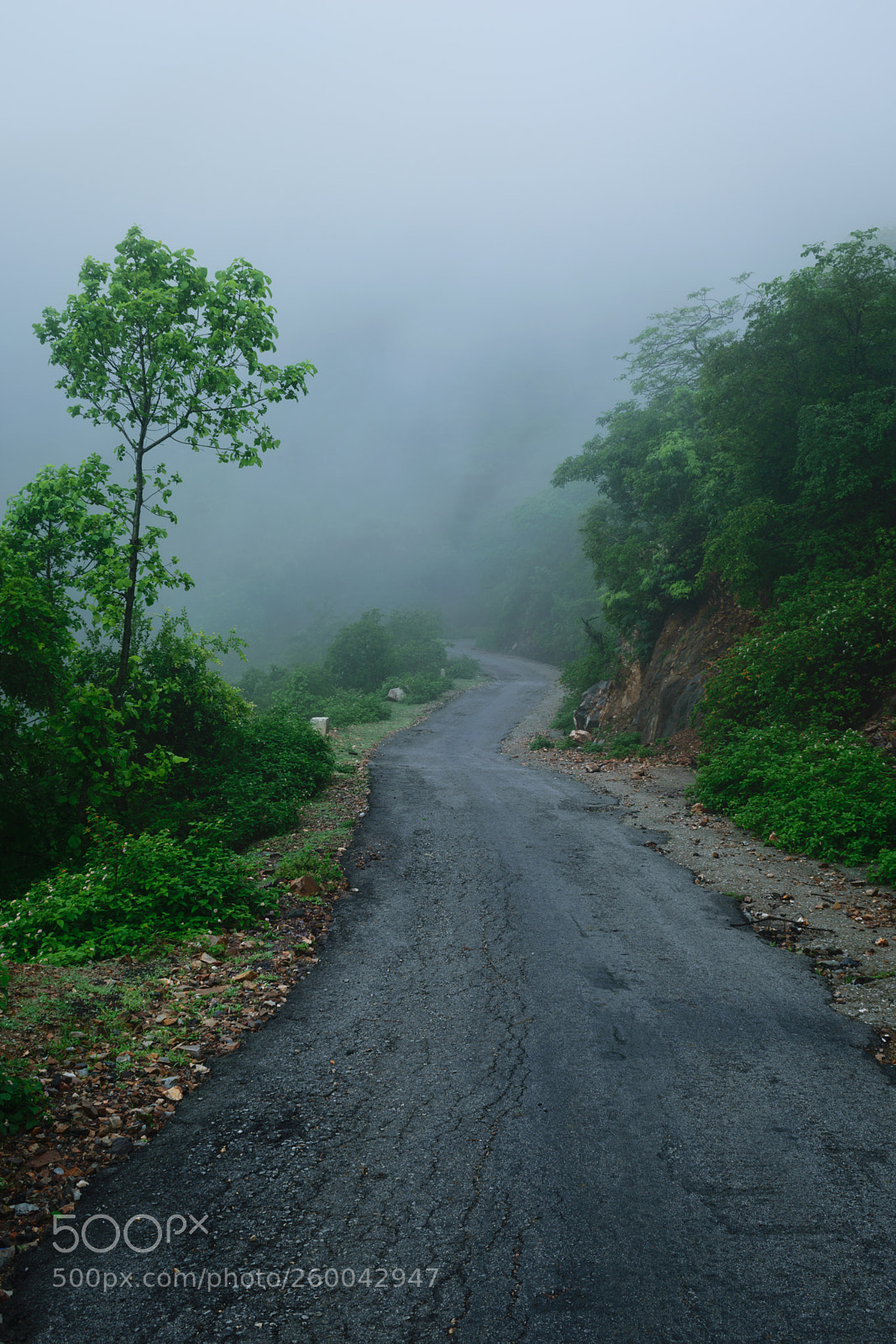 Nikon D3300 sample photo. Foggy morning photography