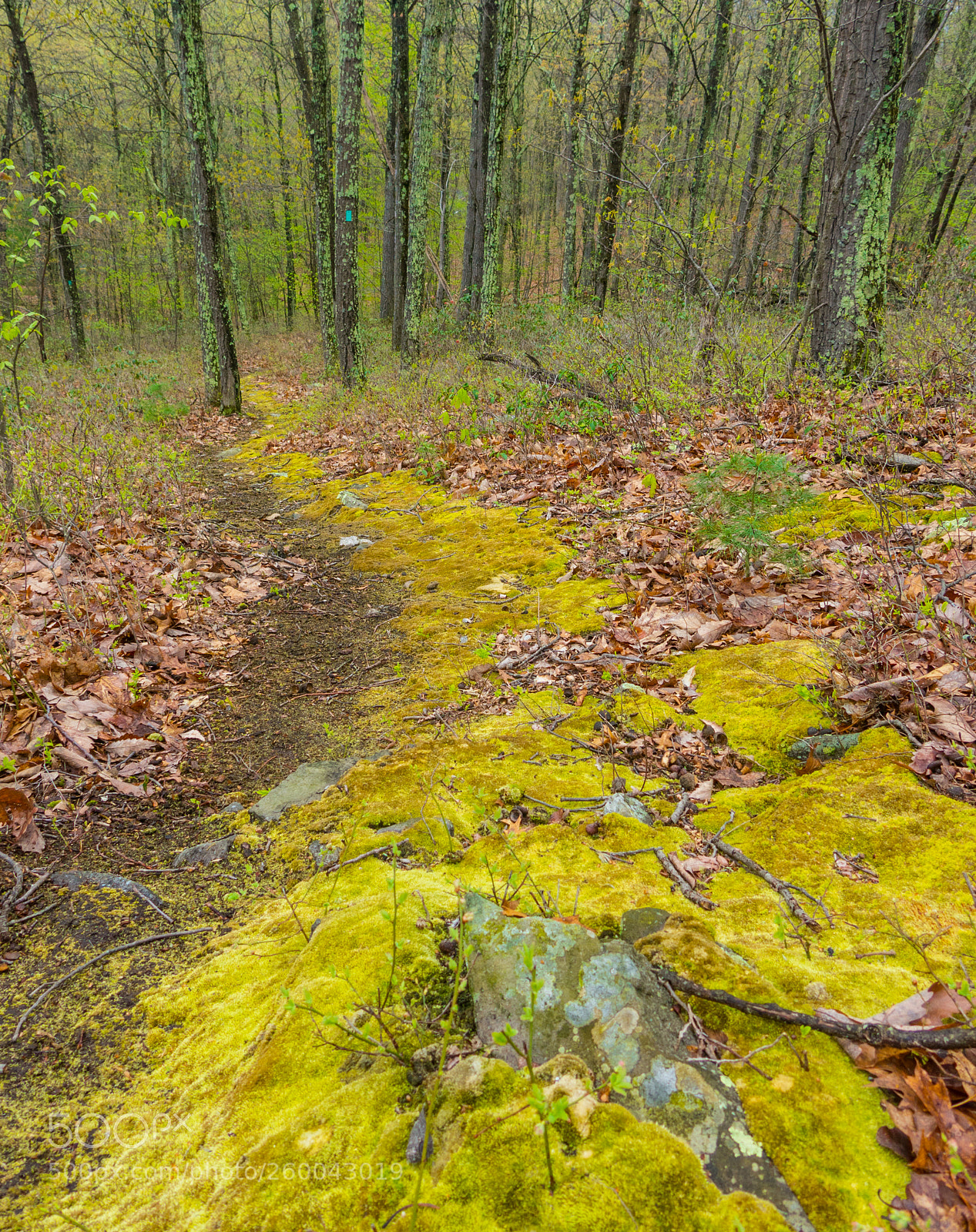 Canon PowerShot G15 sample photo. Mossy trail photography