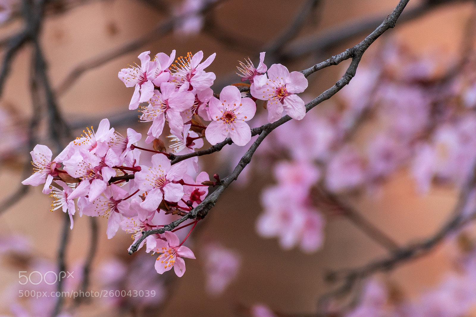 Sony ILCA-77M2 sample photo. Floral photography