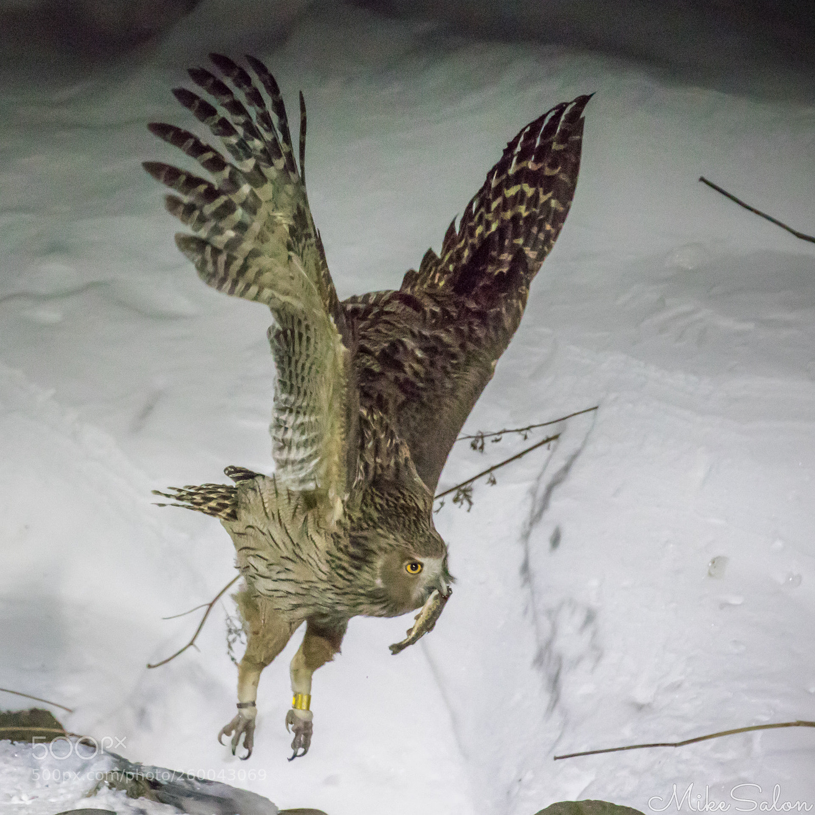 Canon EOS 5D Mark IV sample photo. Blakiston's eagle owl with photography