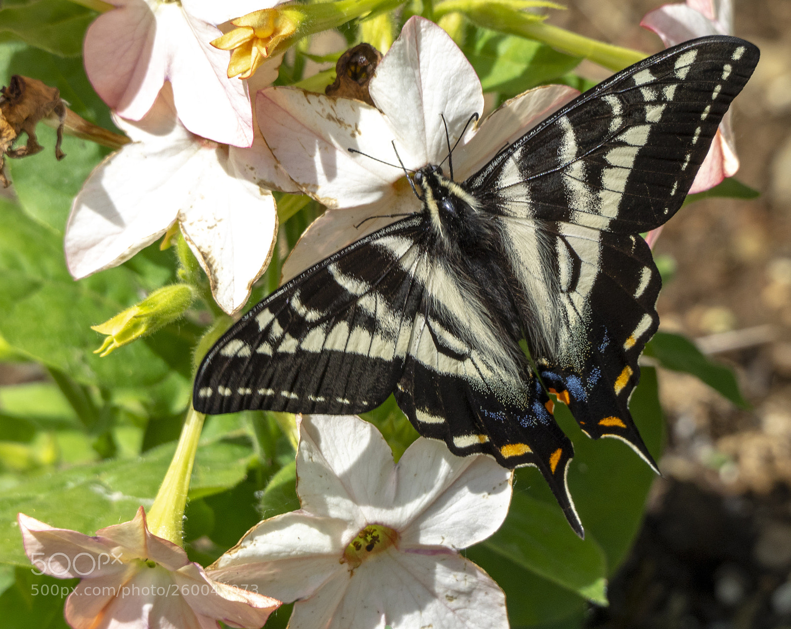 Olympus OM-D E-M1 sample photo. Pale swallowtail butterfly photography
