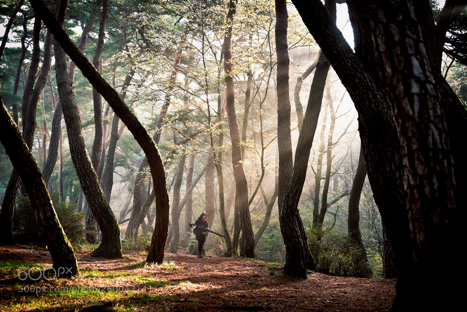 Nikon D810 sample photo. Light in the forest photography