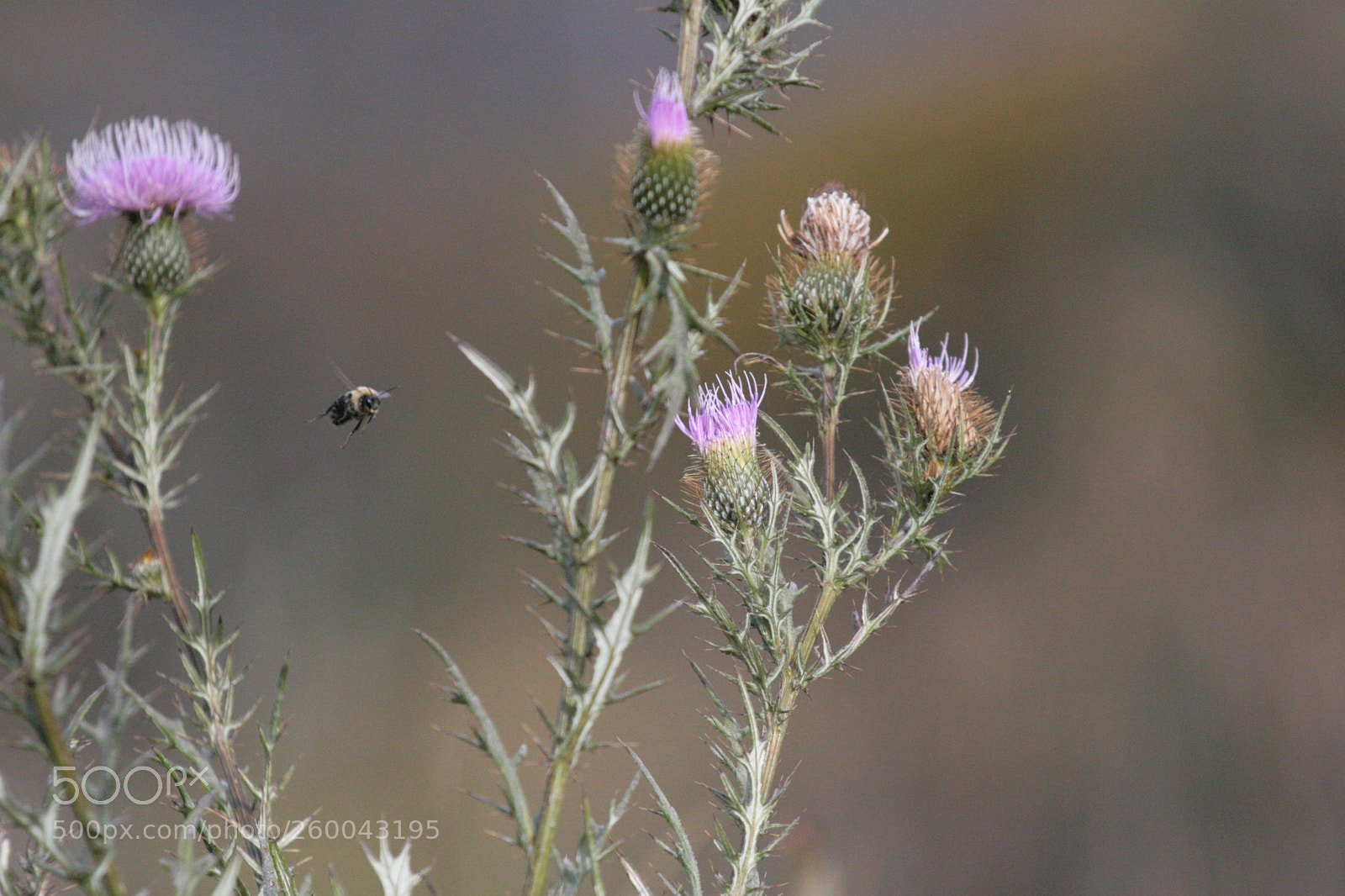 Canon EOS 30D sample photo. Img photography
