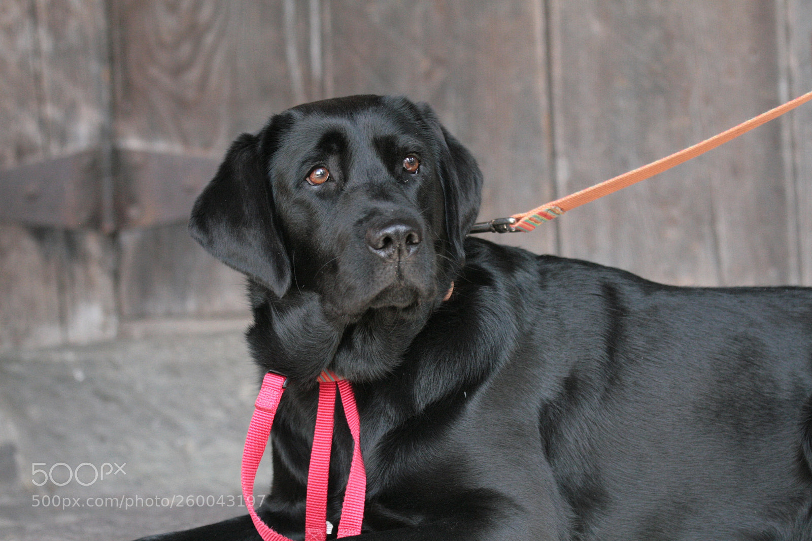 Canon EOS 30D sample photo. Img photography