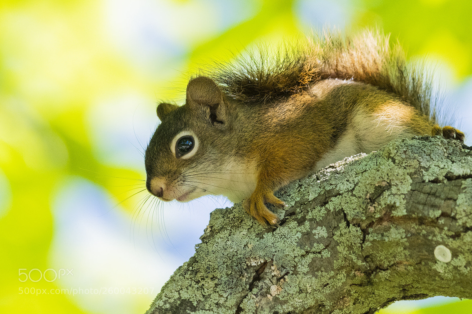 Nikon D850 sample photo. Red squirrel photography