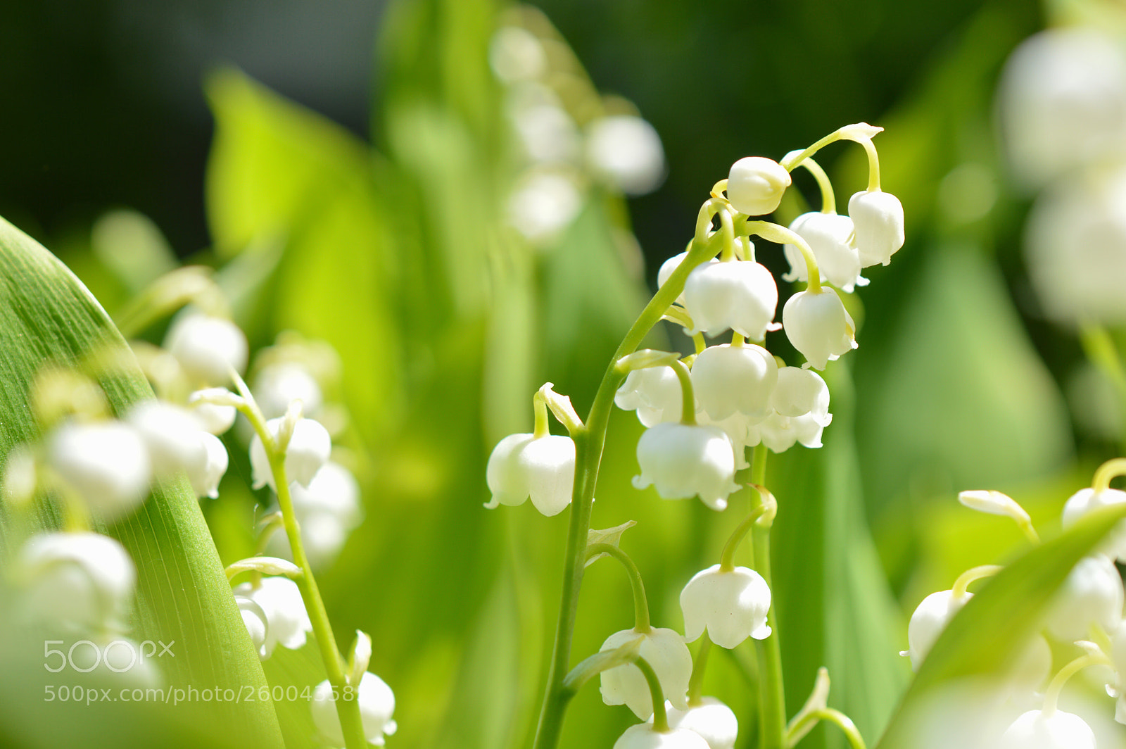 Nikon D3200 sample photo. Be surrounded by light photography