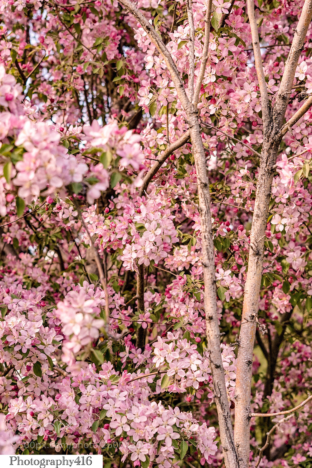 Sony a6000 sample photo. Pink spire tree photography