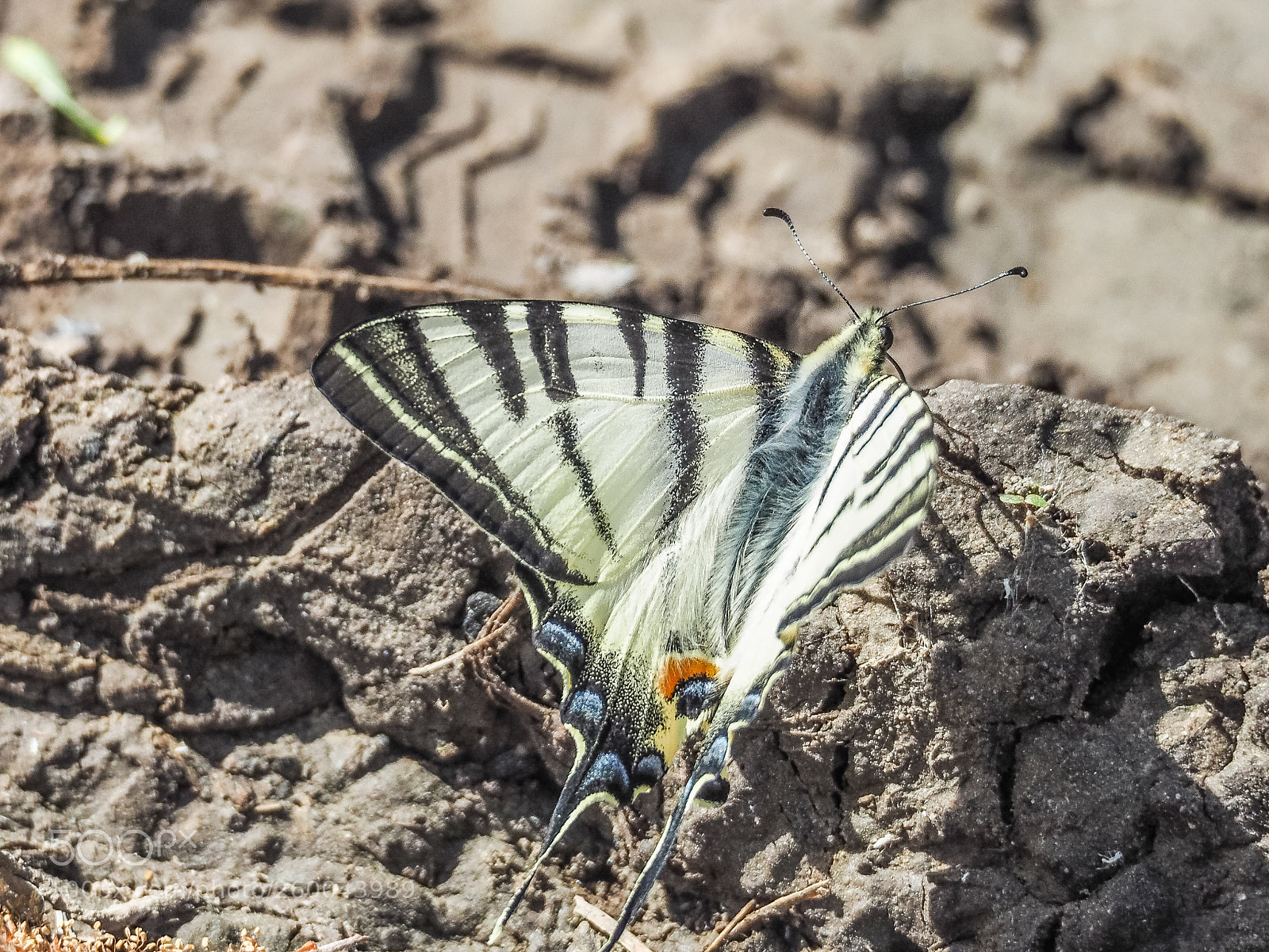 Olympus OM-D E-M5 II sample photo. Iphiclides podalirius photography