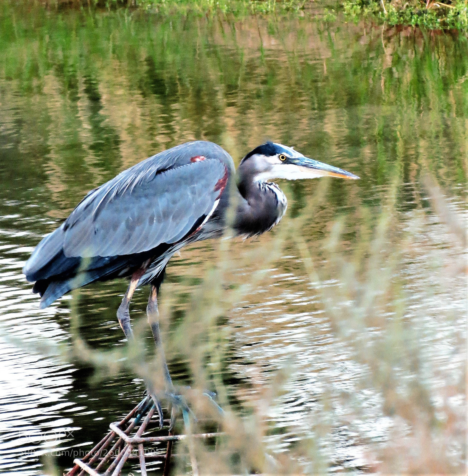 Canon PowerShot SX40 HS sample photo. Beautiful blue heron photography