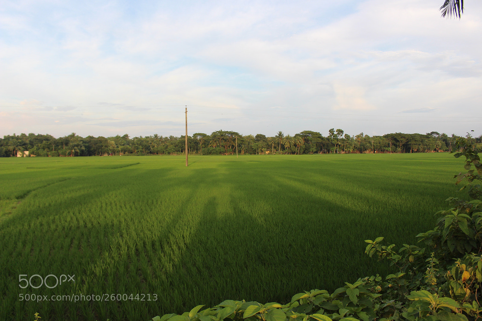 Canon EOS 700D (EOS Rebel T5i / EOS Kiss X7i) sample photo. Green field photography