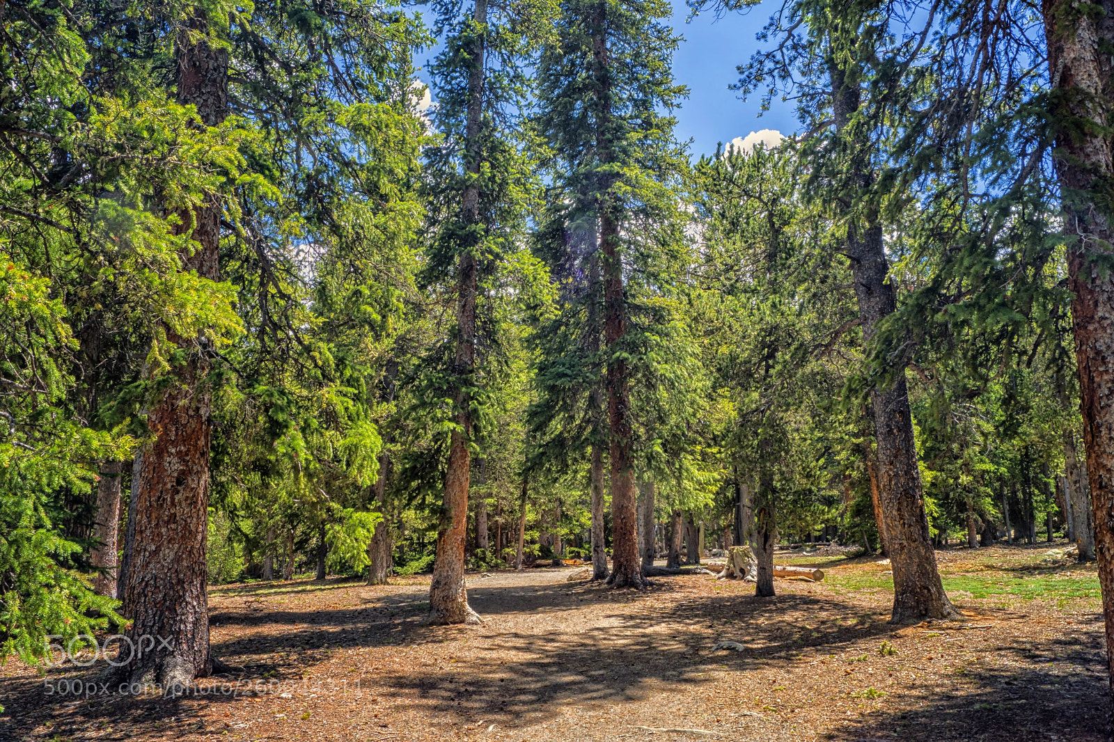 Sony ILCA-77M2 sample photo. Echo lake forest photography