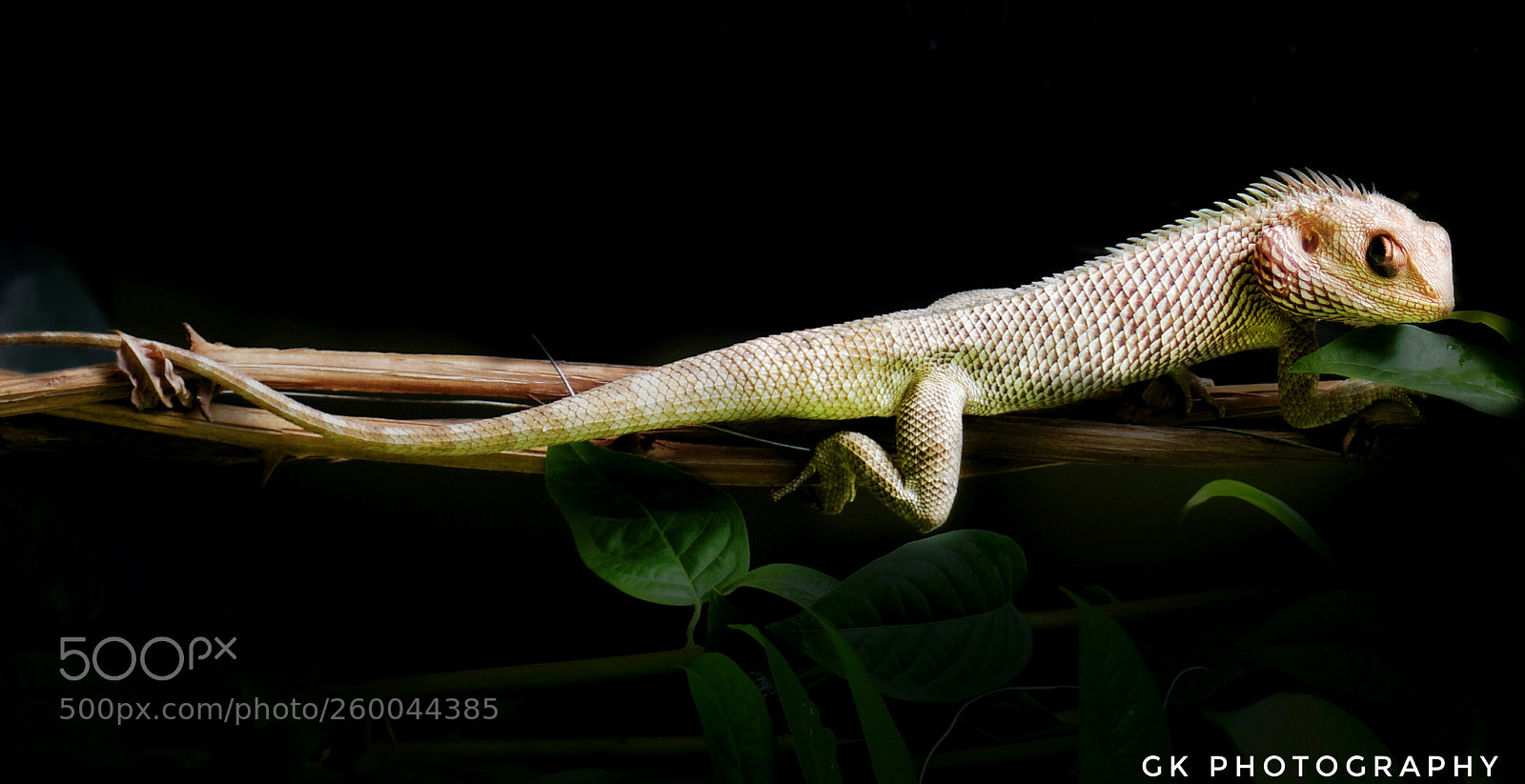 Panasonic Lumix DMC-FZ200 sample photo. Reptile photography