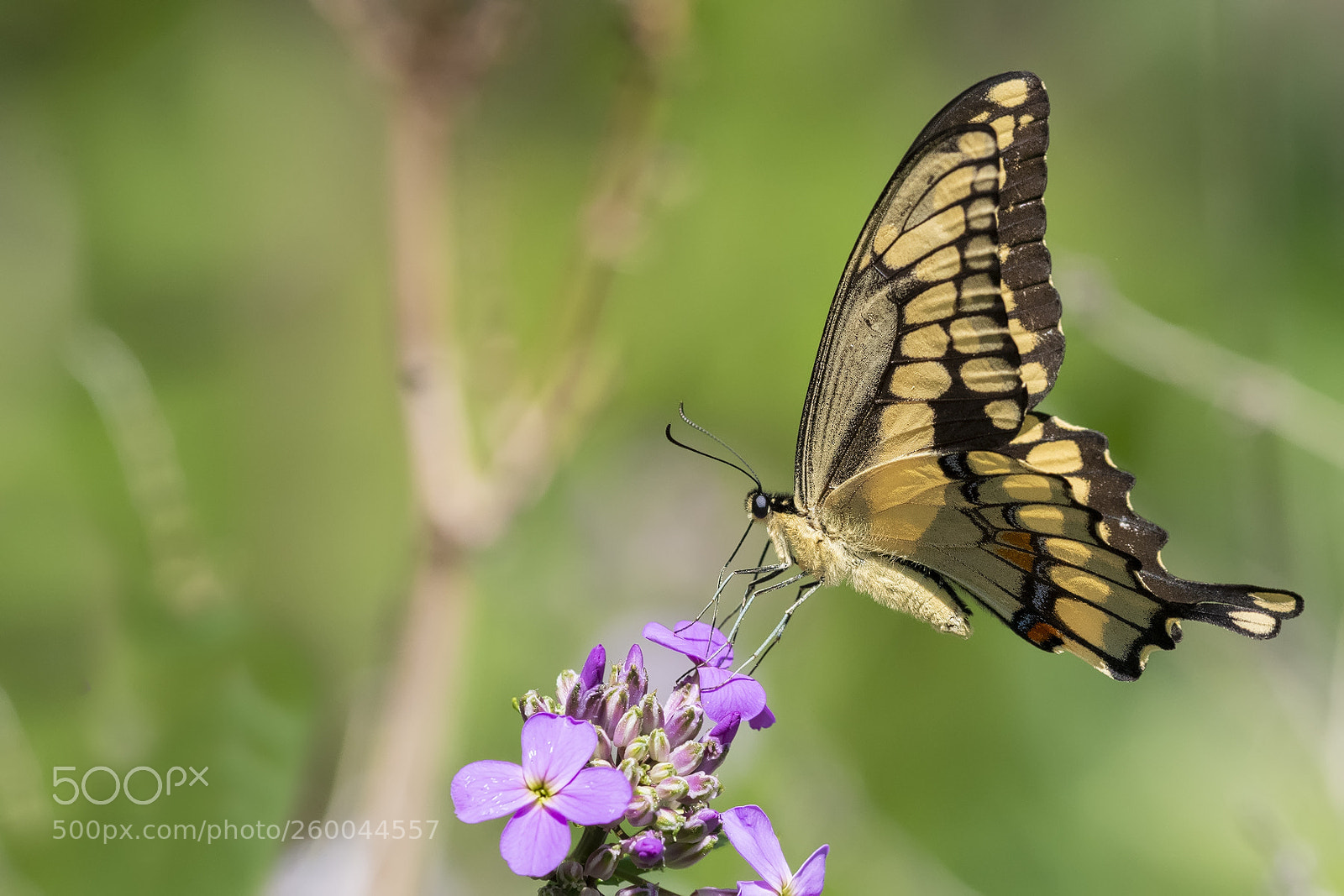 Nikon D850 sample photo. Butterfly photography
