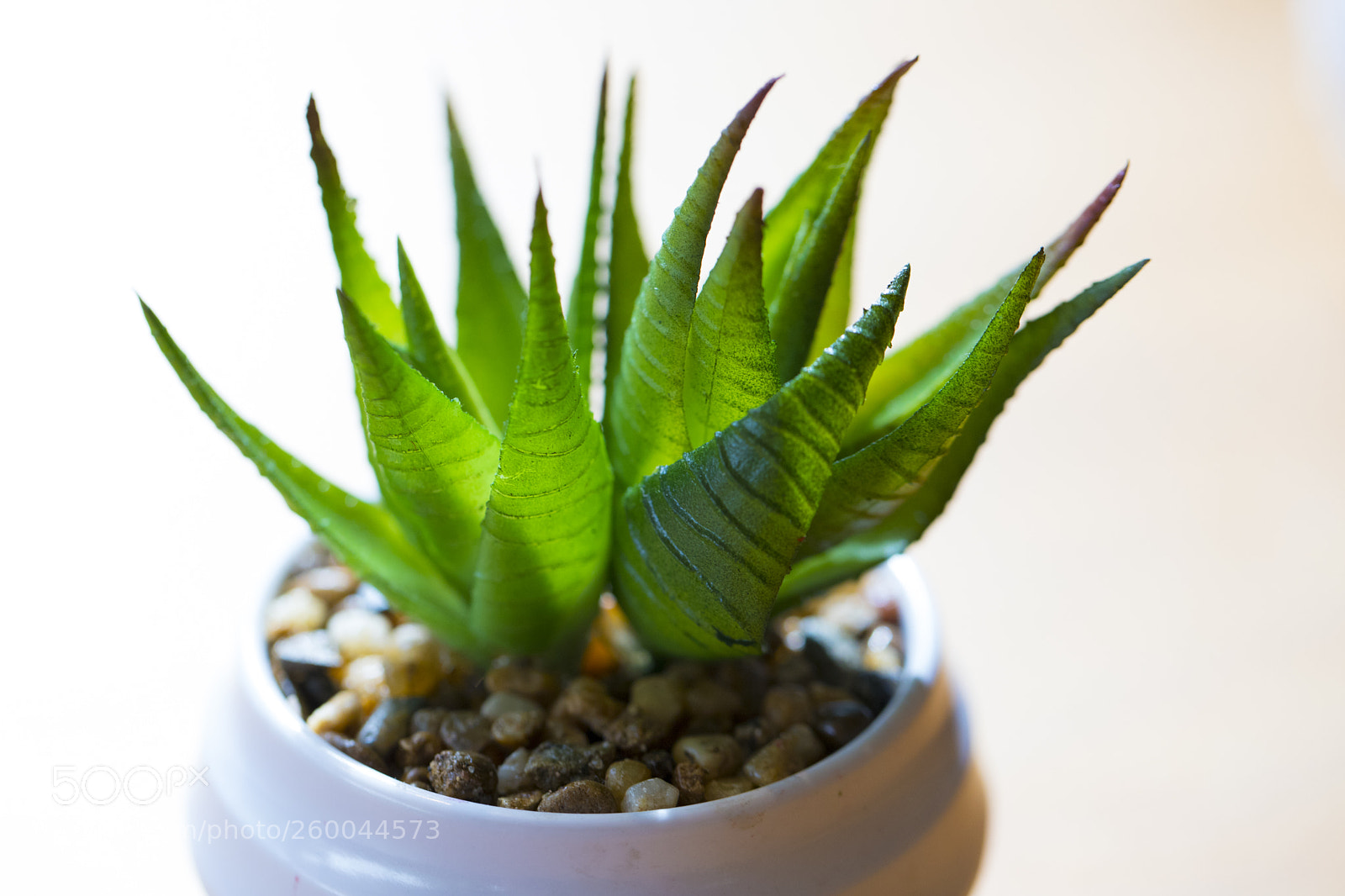Canon EOS 6D Mark II sample photo. Macro shot of a photography