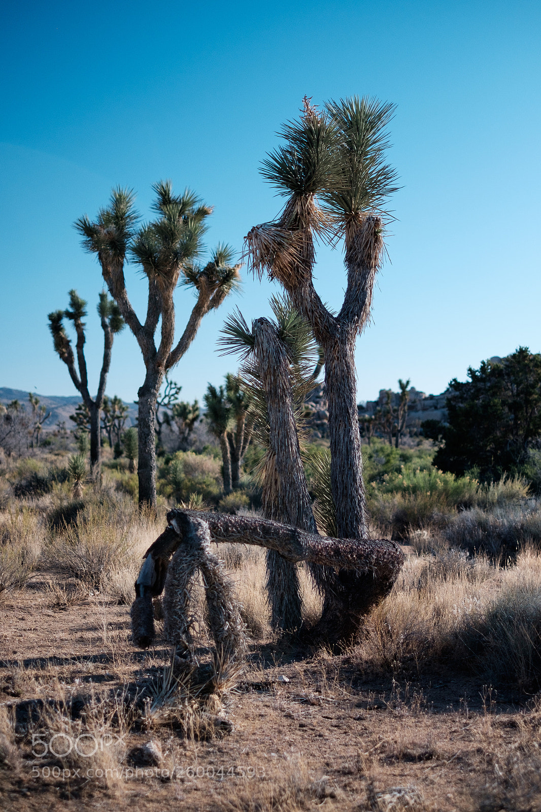 Fujifilm X-T1 sample photo. Reaching out photography