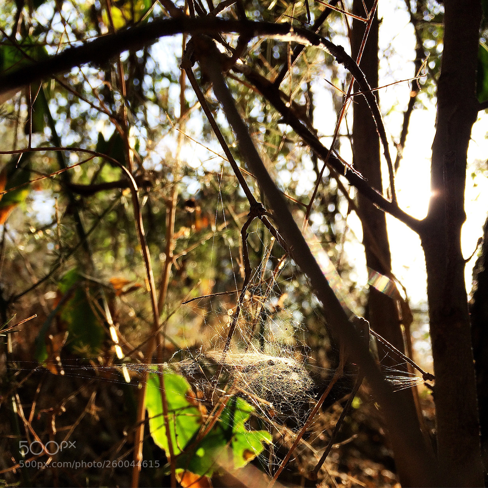 Apple iPhone 5s sample photo. Untitled photography