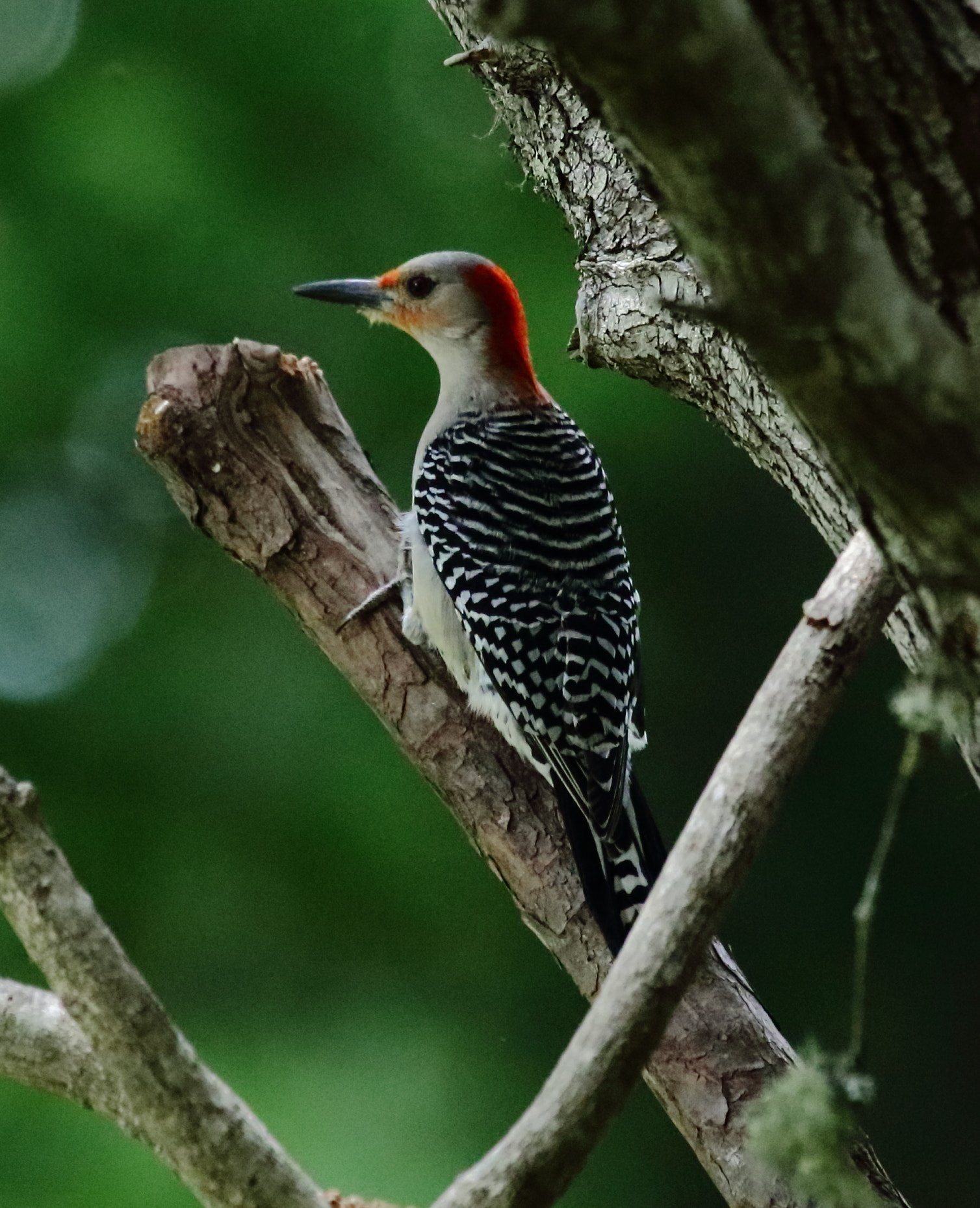 Canon EF 100-400mm F4.5-5.6L IS USM sample photo. Wa photography