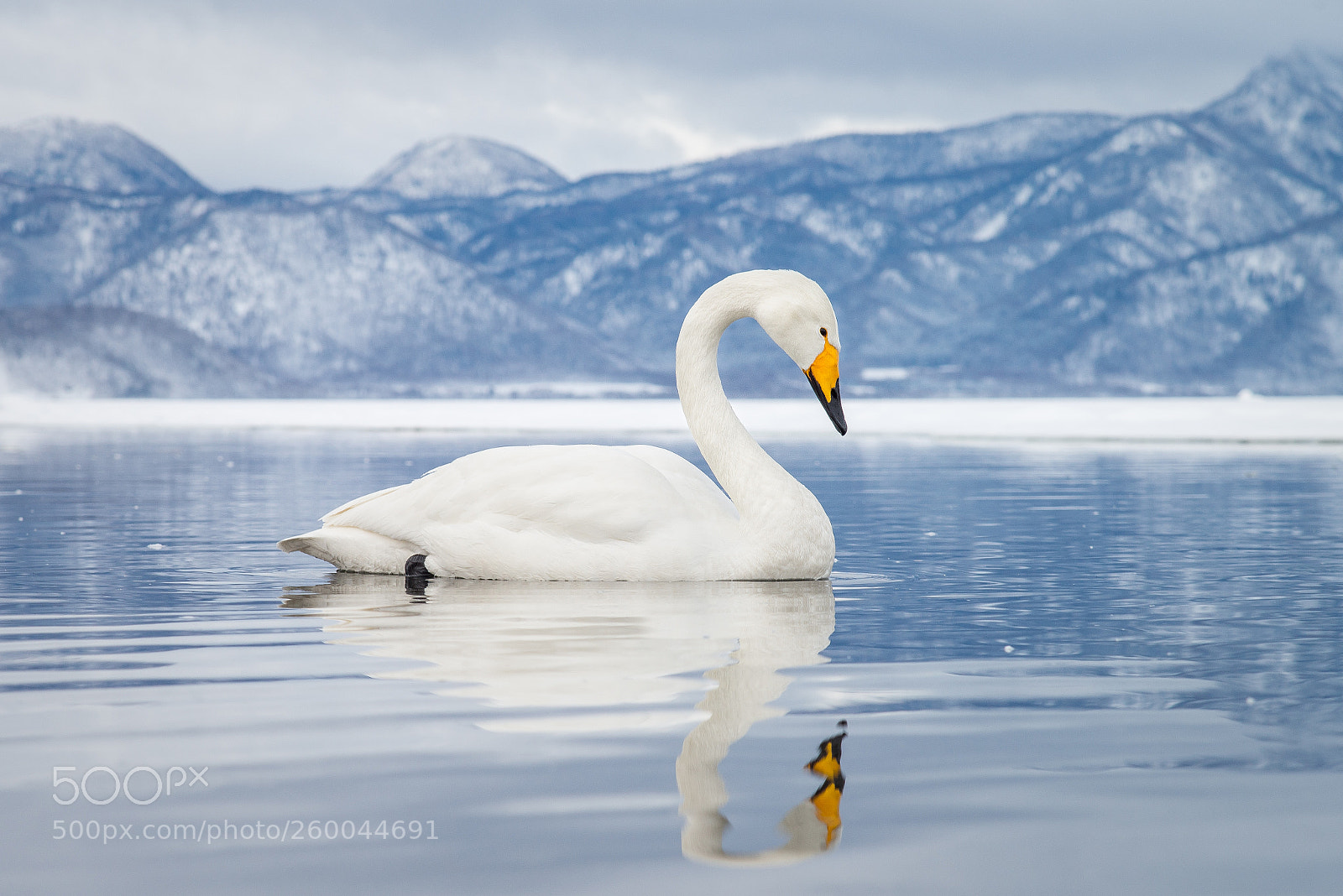 Nikon D800E sample photo. Whooper swan photography