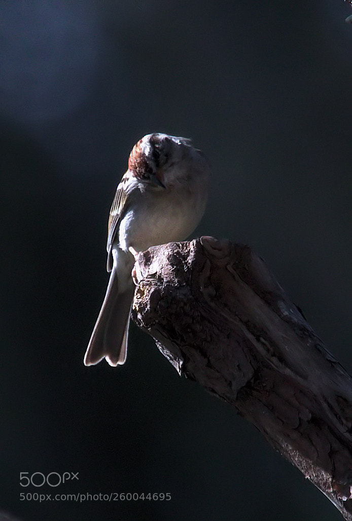 Canon EOS 7D Mark II sample photo. Wa photography