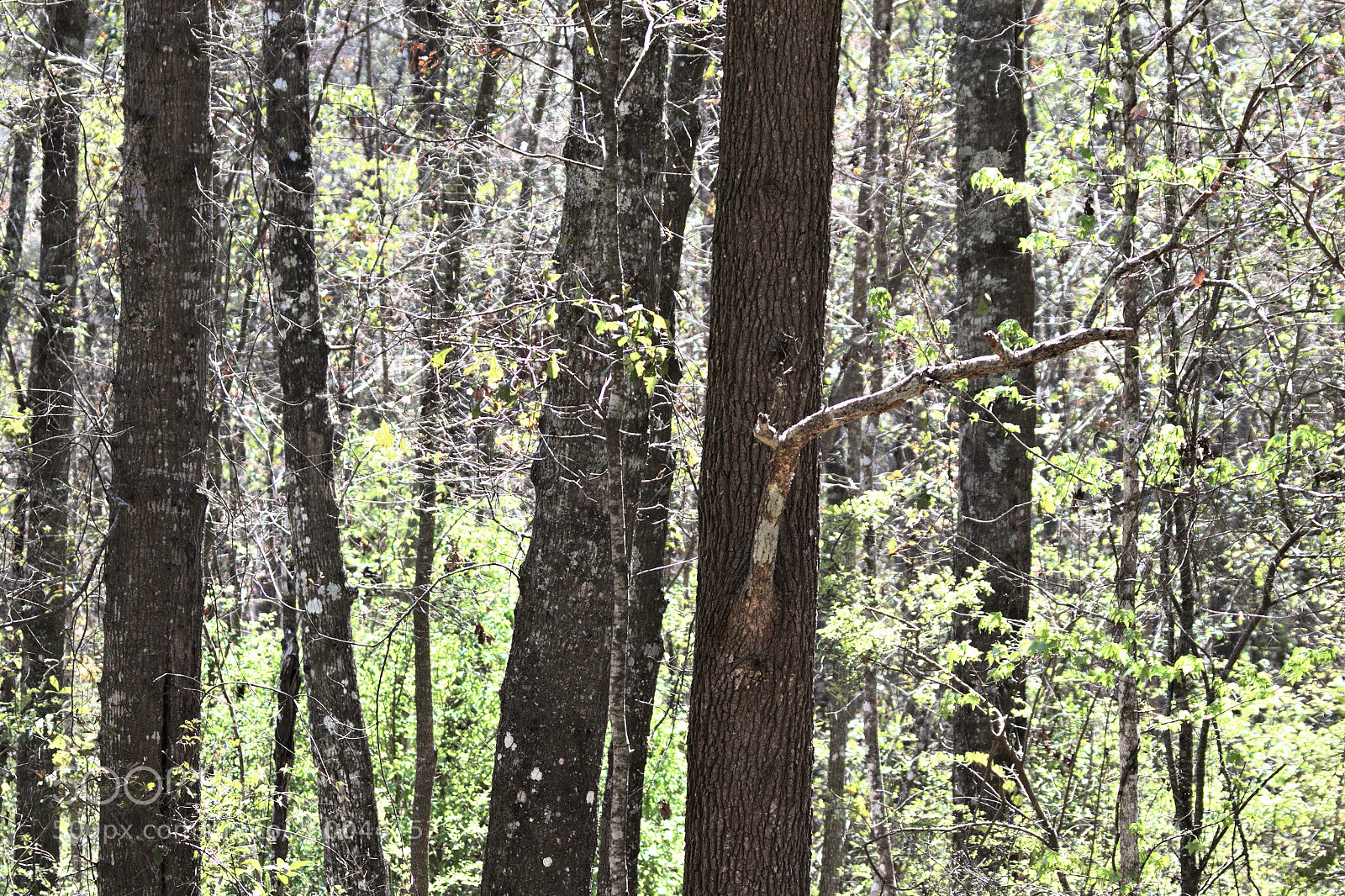 Canon EOS 7D Mark II sample photo. Wa photography