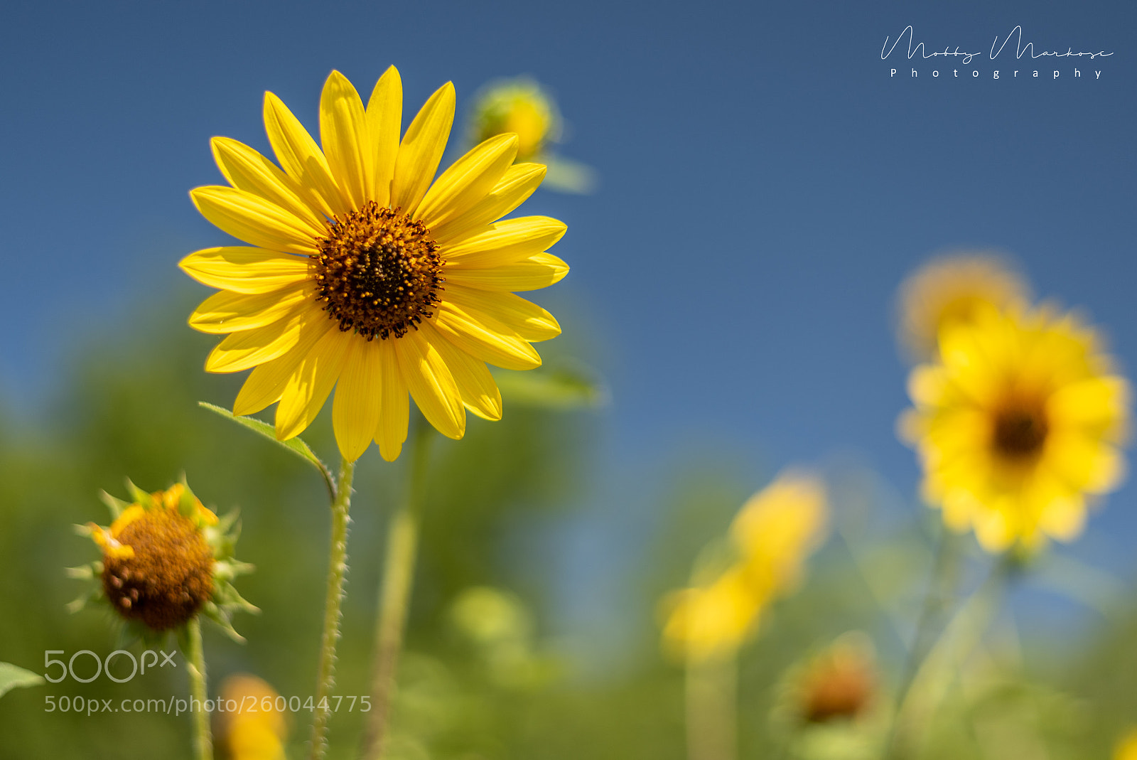 Nikon D750 sample photo. Wild sunflowers photography