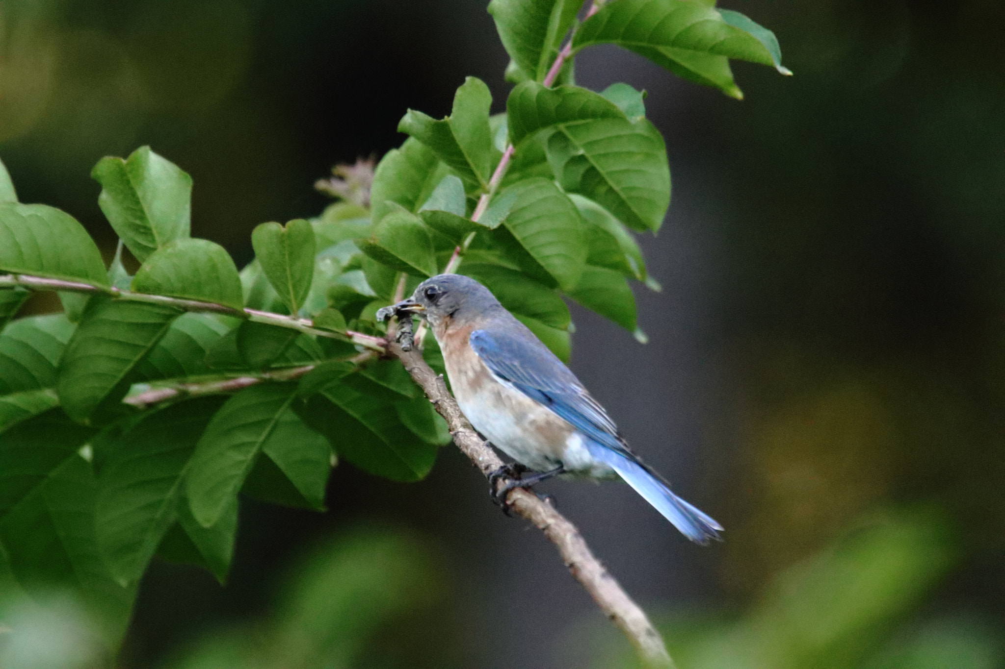 Canon EOS 7D Mark II sample photo. 111.jpg photography