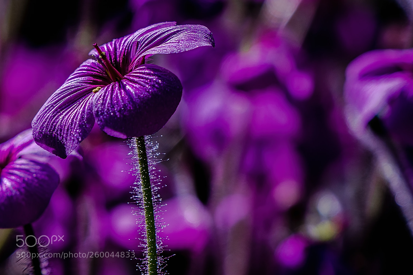 Canon EOS 6D Mark II sample photo. Flower photography