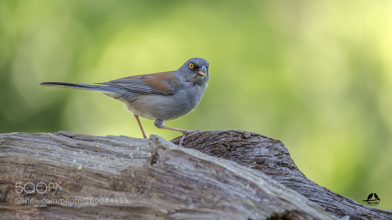 Canon EOS-1D X sample photo. Junco phaeonotus ♂︎ photography