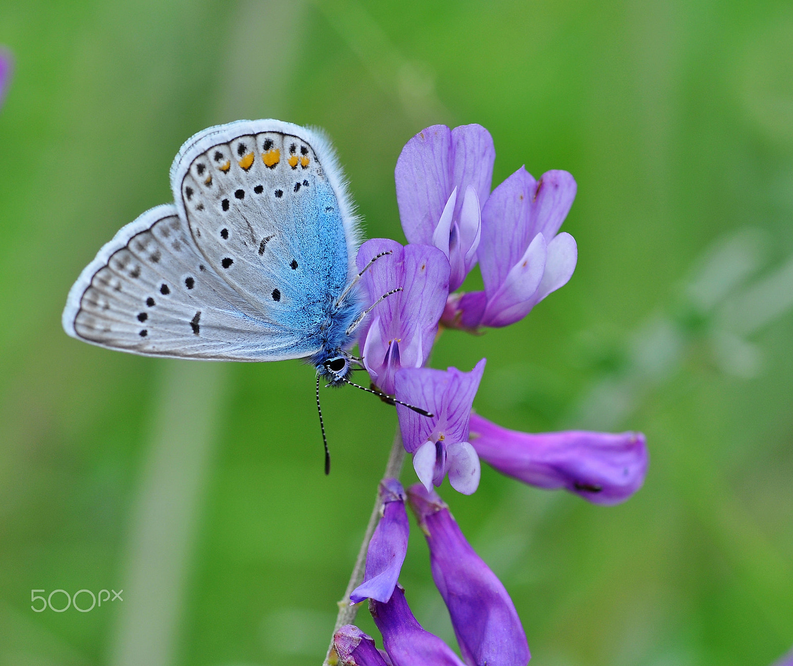 Nikon AF-S Micro-Nikkor 105mm F2.8G IF-ED VR sample photo. Polyommatus amandus photography