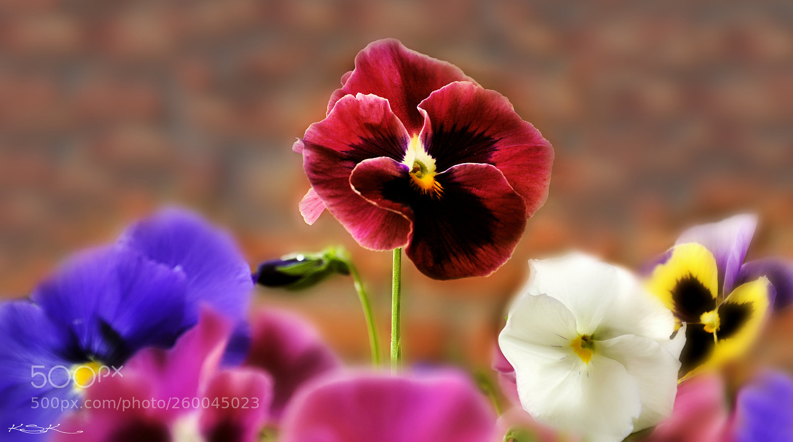Nikon D5000 sample photo. Spring gifts... photography