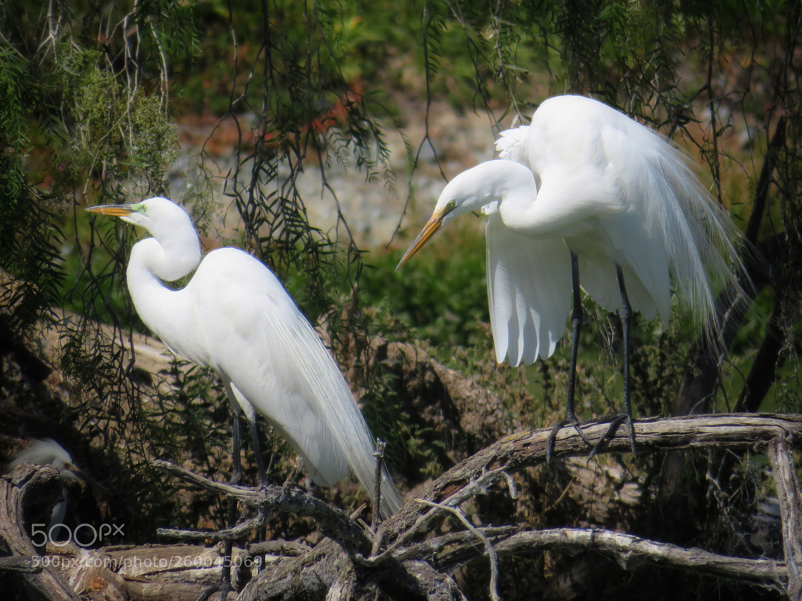 Canon PowerShot SX720 HS sample photo. Silent treatment  photography
