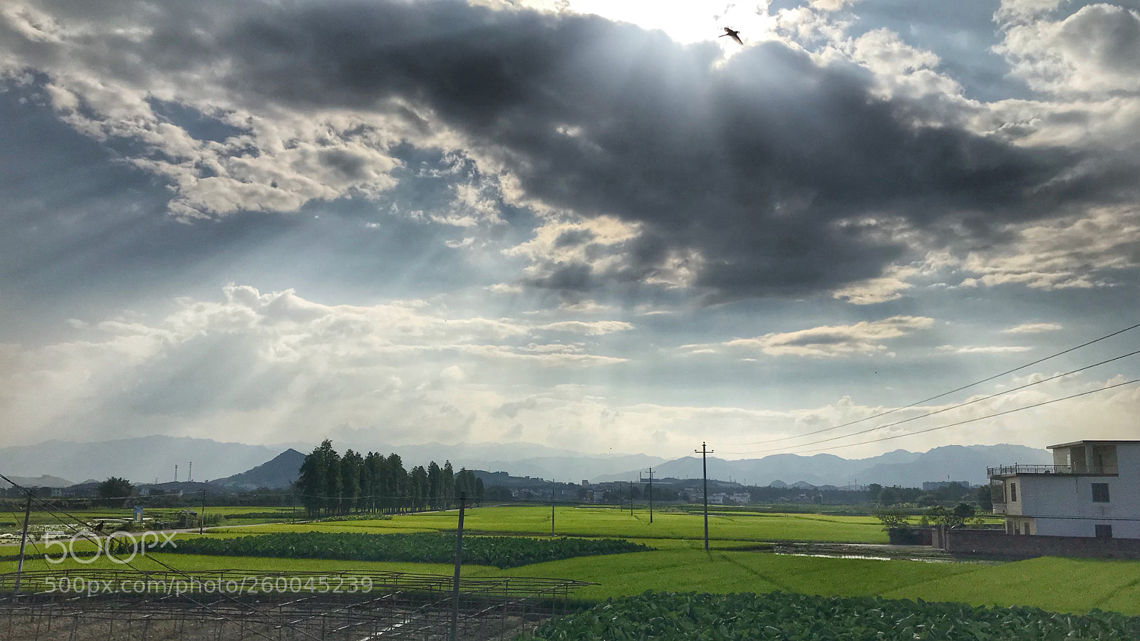 Apple iPhone 7 sample photo. 破云而出 photography
